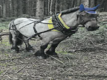 Forstpferde Schweiz, Holz rücken Waldparzelle Rubigen